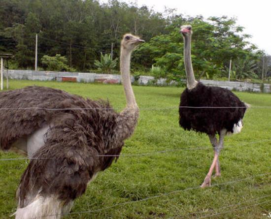 ostrich-farm-in-seremban